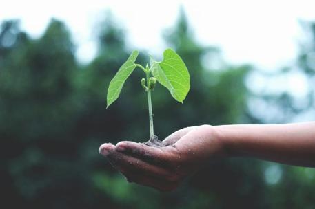 Imagen de recurso de una planta