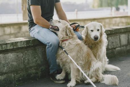 Imagen de archivo de un perro de asistencia
