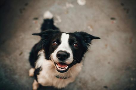 Foto de archivo de un perro