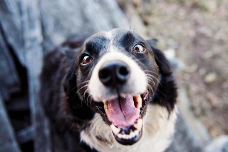 un perro