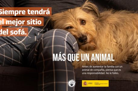 Perro sentado en un sofá junto a su dueño